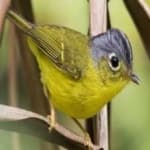 Sample 6 – Yellow bellied flowerpecker