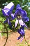 Sample 4 – Monkshood