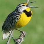 Sample 2 – Eastern meadowlark