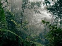 Rainforest image dataset preview