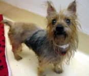 Sample 3 – Australian terrier