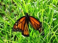 Sample 5 – Monarch