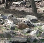 Sample 4 – Snow leopard