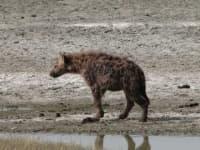 Sample 5 – Hyena