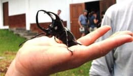 Sample 4 – Rhinoceros beetle