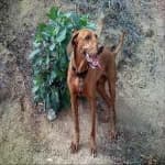 Sample 5 – Rhodesian