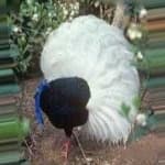 Sample 1 – Bulwers pheasant