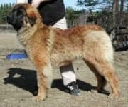 Sample 3 – Leonberg