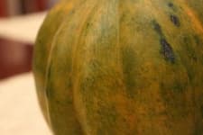 Sample 1 – Acorn squash