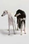 Sample 5 – Saluki