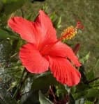 Sample 6 – Hibiscus
