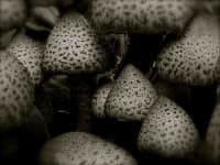 Sample 3 – Mushroom