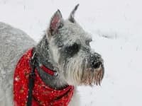 Sample 1 – Standard schnauzer