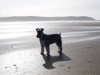 Sample 4 – Miniature schnauzer