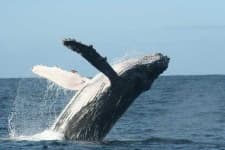 Sample 2 – Whale