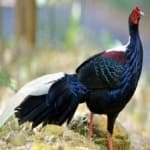 Sample 6 – Swinhoes pheasant