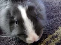 Sample 3 – Rabbit