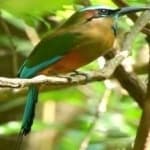 Sample 4 – Turquoise motmot