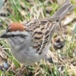 Sample 6 – Chipping sparrow