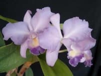 Sample 1 – Ruby lipped cattleya