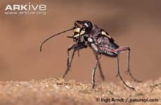 Sample 2 – Tiger beetle