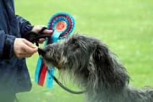 Sample 5 – Scottish deerhound