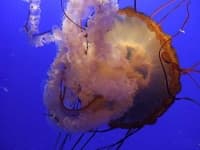 Sample 1 – Jellyfish