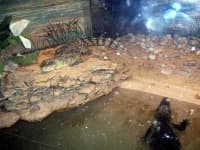 Sample 6 – African crocodile