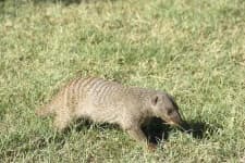 Sample 4 – Mongoose