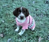 Sample 2 – English springer