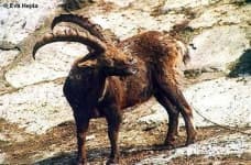 Sample 1 – Ibex