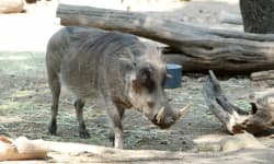 Sample 6 – Pig