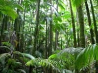 Sample of Jungle