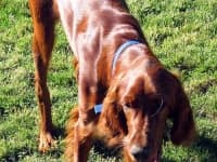 Sample of Irish setter