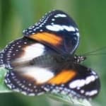 Sample 6 – Eggfly