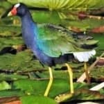 Sample of Purple gallinule