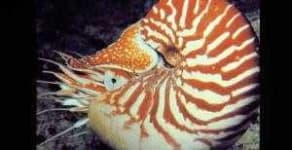 Sample 2 – Nautilus