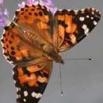 Sample 19 – Painted butterfly