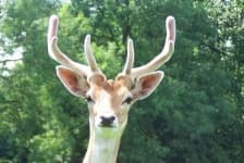Sample 2 – Deer