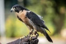 Sample 4 – Falcon