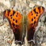 Sample 14 – Mark butterfly