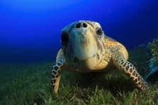 Sample 2 – Sea turtle