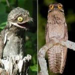Sample 4 – Potoo
