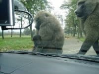 Sample 6 – Baboon