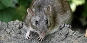 Sample 1 – Rat
