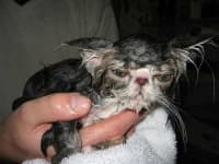Sample 1 – Persian cat