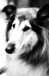 Sample 6 – Collie