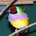 Sample 4 – Gouldian finch