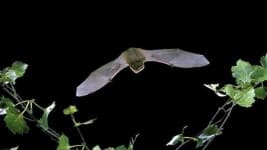 Sample 6 – Bat