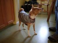 Sample 5 – Basenji